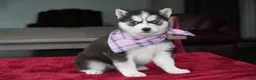 Siberian Husky dogs for sale: Daisy - Ad 2