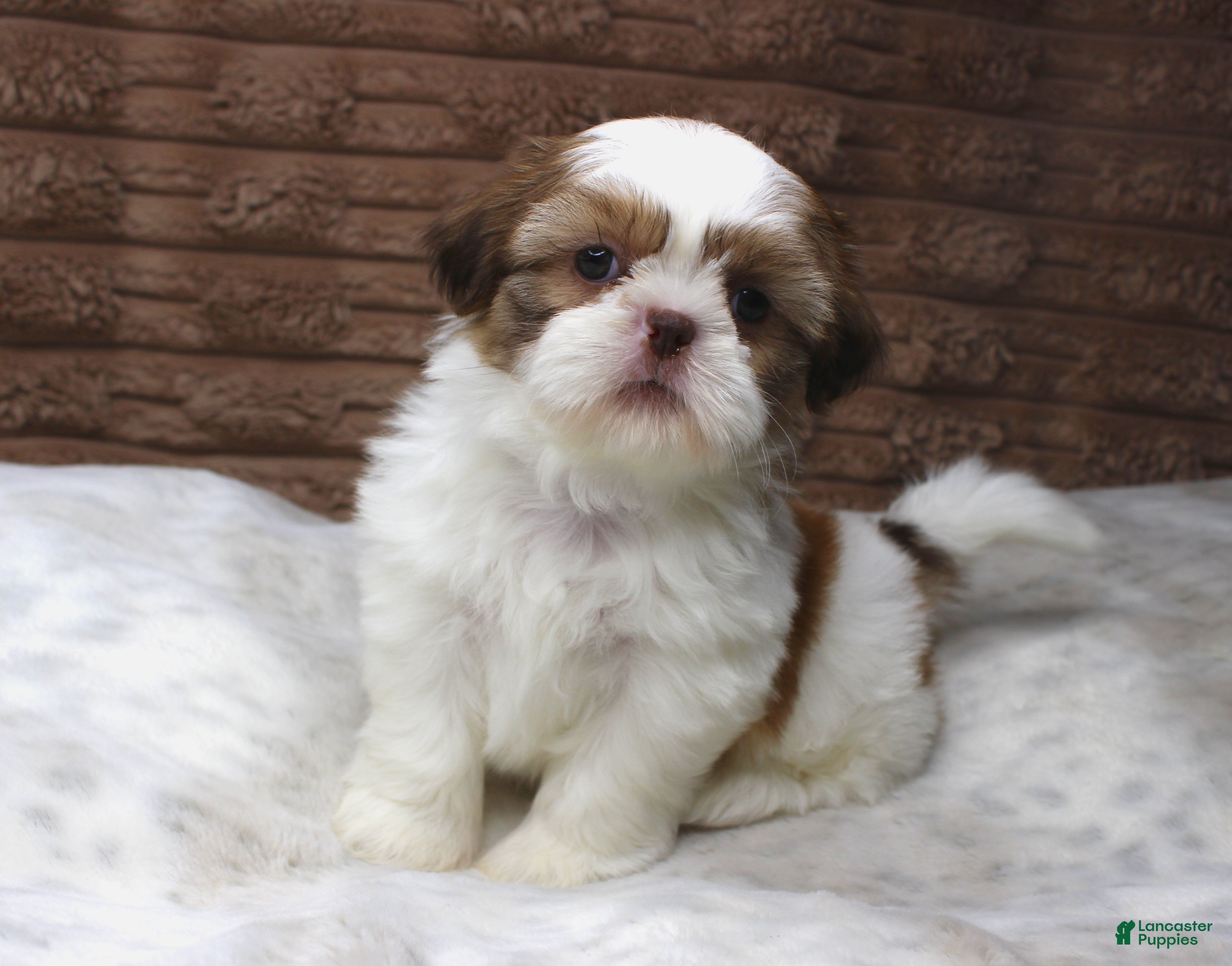 Shih Tzu dogs for sale: Molly - Ad 4