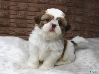 Shih Tzu dogs Molly - Ad 40