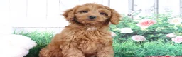 Mini Goldendoodle dogs for sale: April - Ad 5