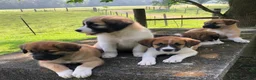 Mixed Breed dogs for sale: Sampson- $150 - Ad 7