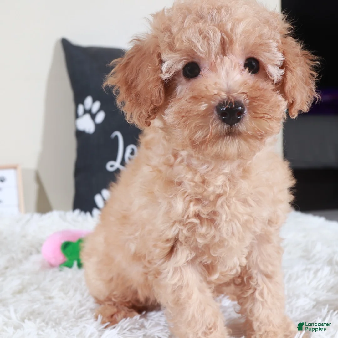 Bichpoo dogs for sale: Bichpoo Puppy Barbie - Ad 3