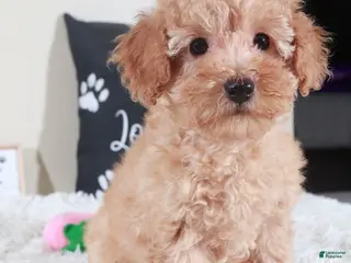 Bichpoo dogs for sale: Bichpoo Puppy Barbie - Ad 4