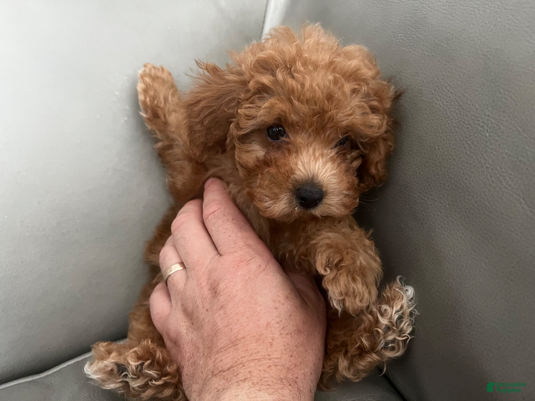 Toy Poodle dogs for sale: Toy Poodle Puppy 1 - Ad 6