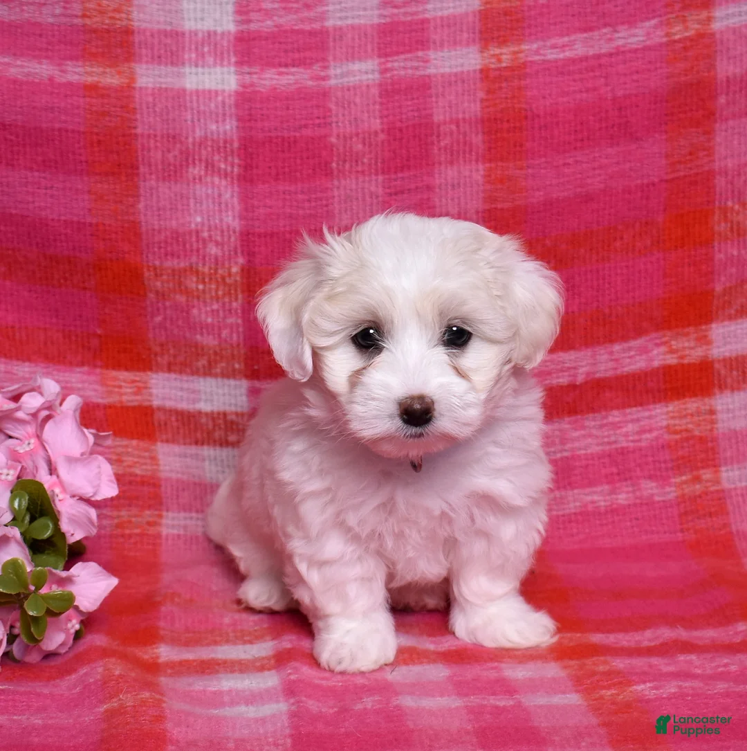 Coton De Tulear dogs for sale: Belle  - Ad 3