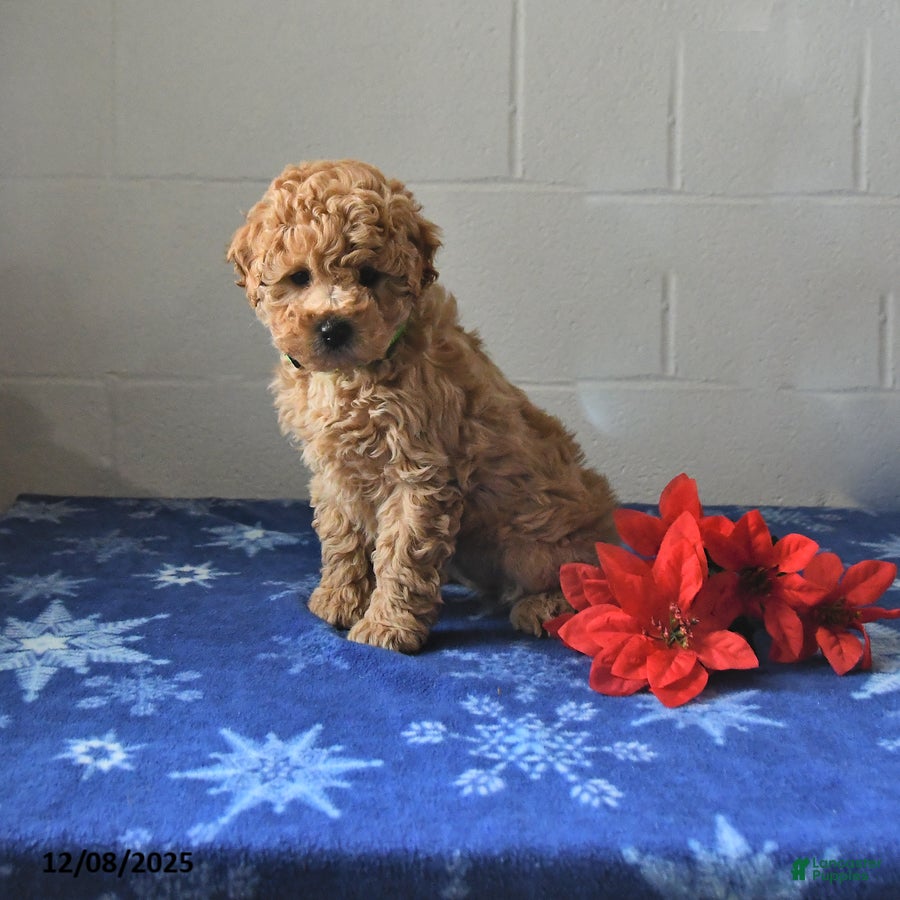 Miniature Labradoodle dogs Riley - Ad 30