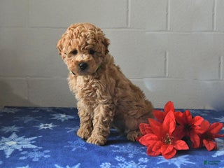 Miniature Labradoodle dogs Riley - Ad 26