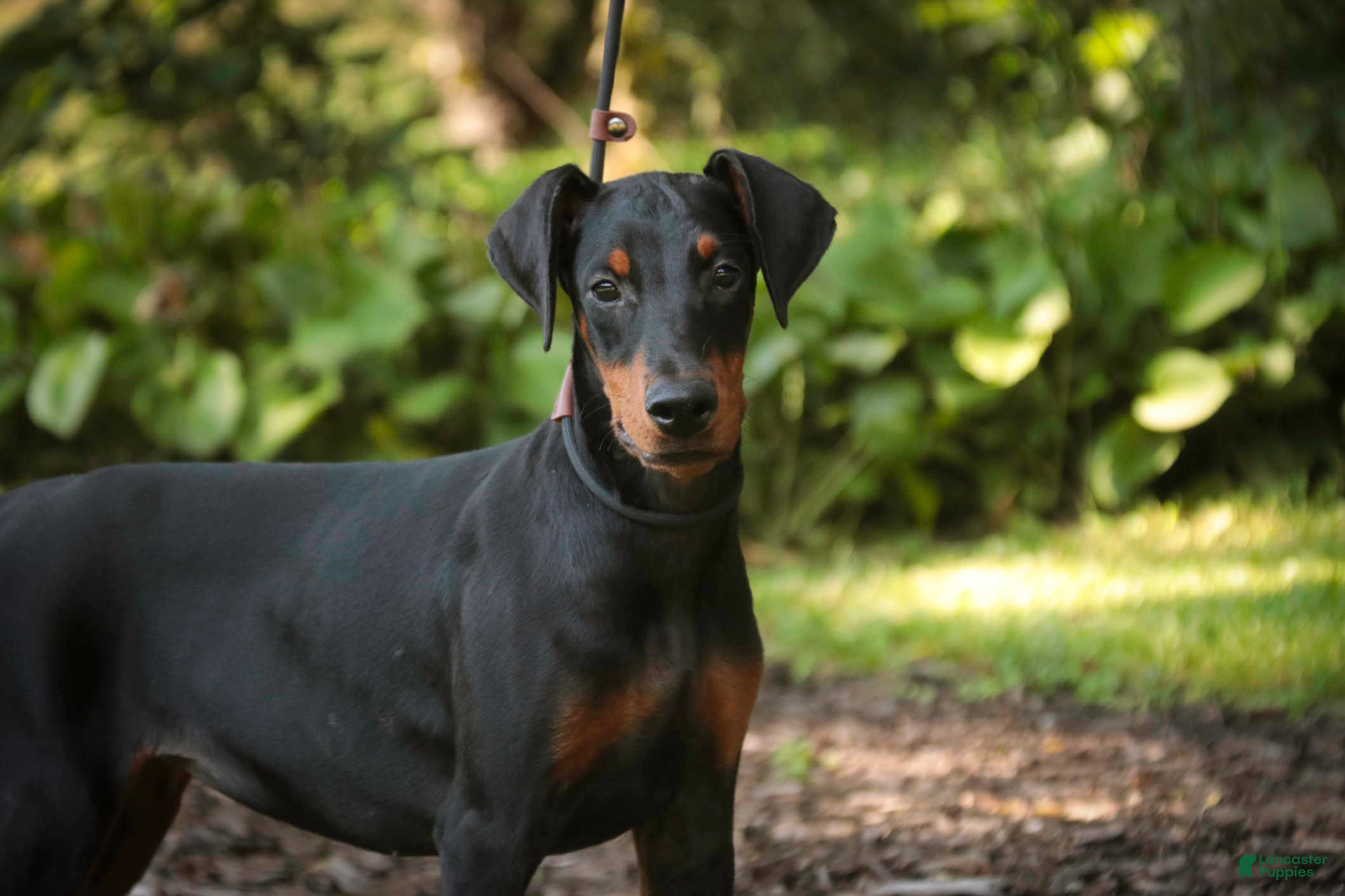 Doberman Pinscher dogs Elowen - Ad 1