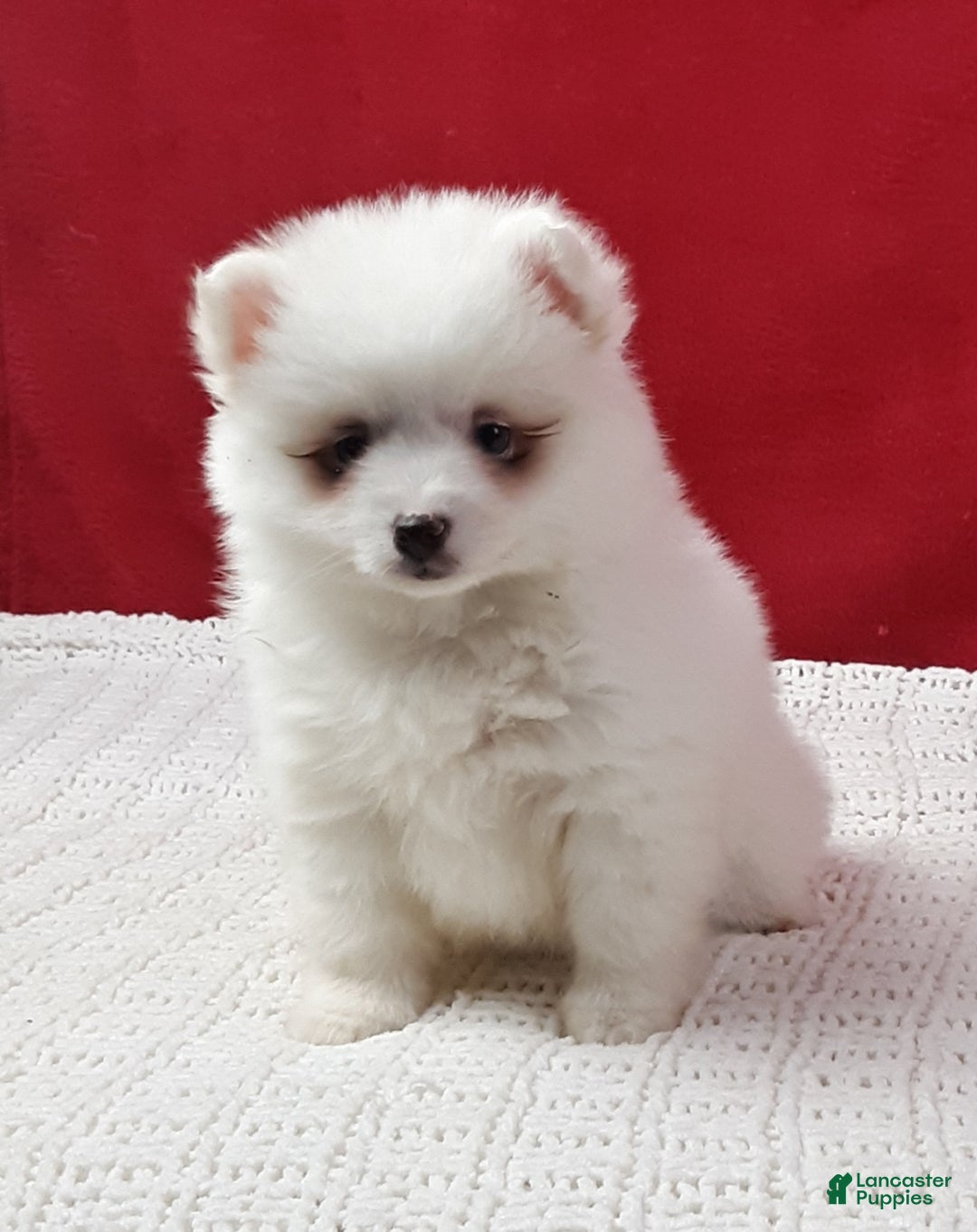 Pomsky dogs for sale: Marshmallow  - Ad 3