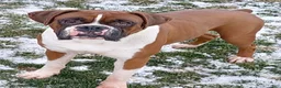 Boxer dogs for sale: Boxer Puppy 1 - Ad 2