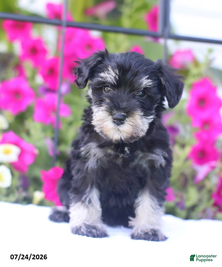 Miniature Schnauzer dogs Candy - Ad 2