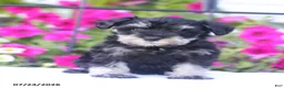 Miniature Schnauzer dogs for sale: Candy - Ad 2