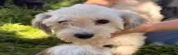 Mixed Breed dogs for sale: Vino - Ad 3