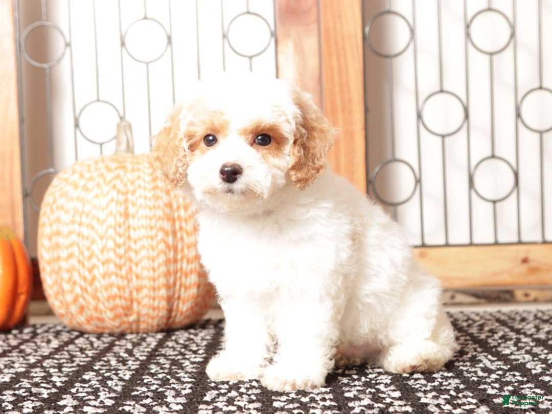 Toy Poodle dogs for sale: Olly - ACA Male Toy Poodle - Ad 4