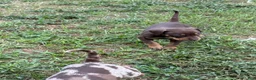 Catahoula Leopard Dog dogs for sale: Litter Beaver - Ad 5