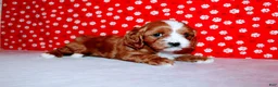 Cavalier King Charles Spaniel dogs for sale: Lexy - Ad 2
