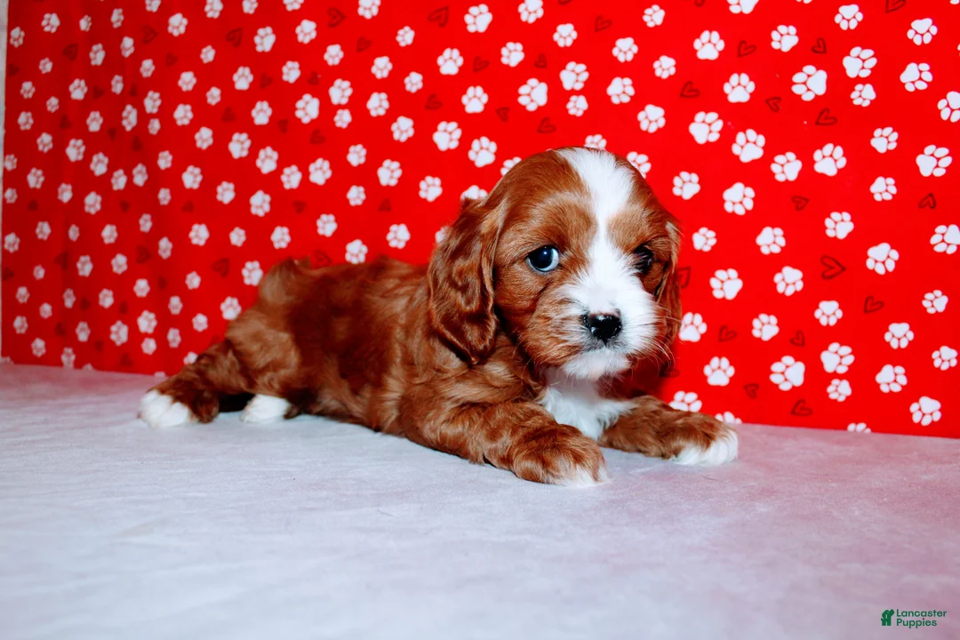 Cavalier King Charles Spaniel dogs for sale: Lexy - Ad 2