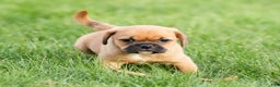 Puggle dogs for sale: Piper - Ad 8