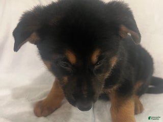 German Shepherd dogs German Shepherd Puppy 3 - Ad 3