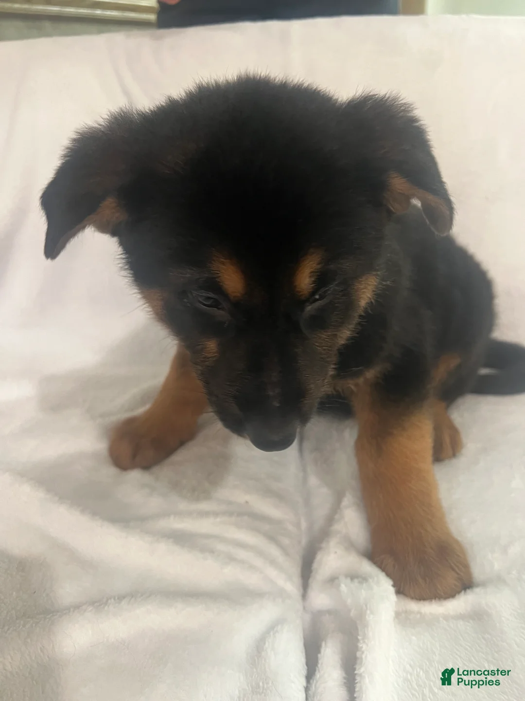 German Shepherd dogs for sale: German Shepherd Puppy 3 - Ad 1