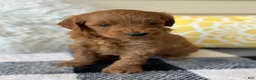 Mini Goldendoodle dogs for sale: Mini Goldendoodle “Ollie” - Ad 9