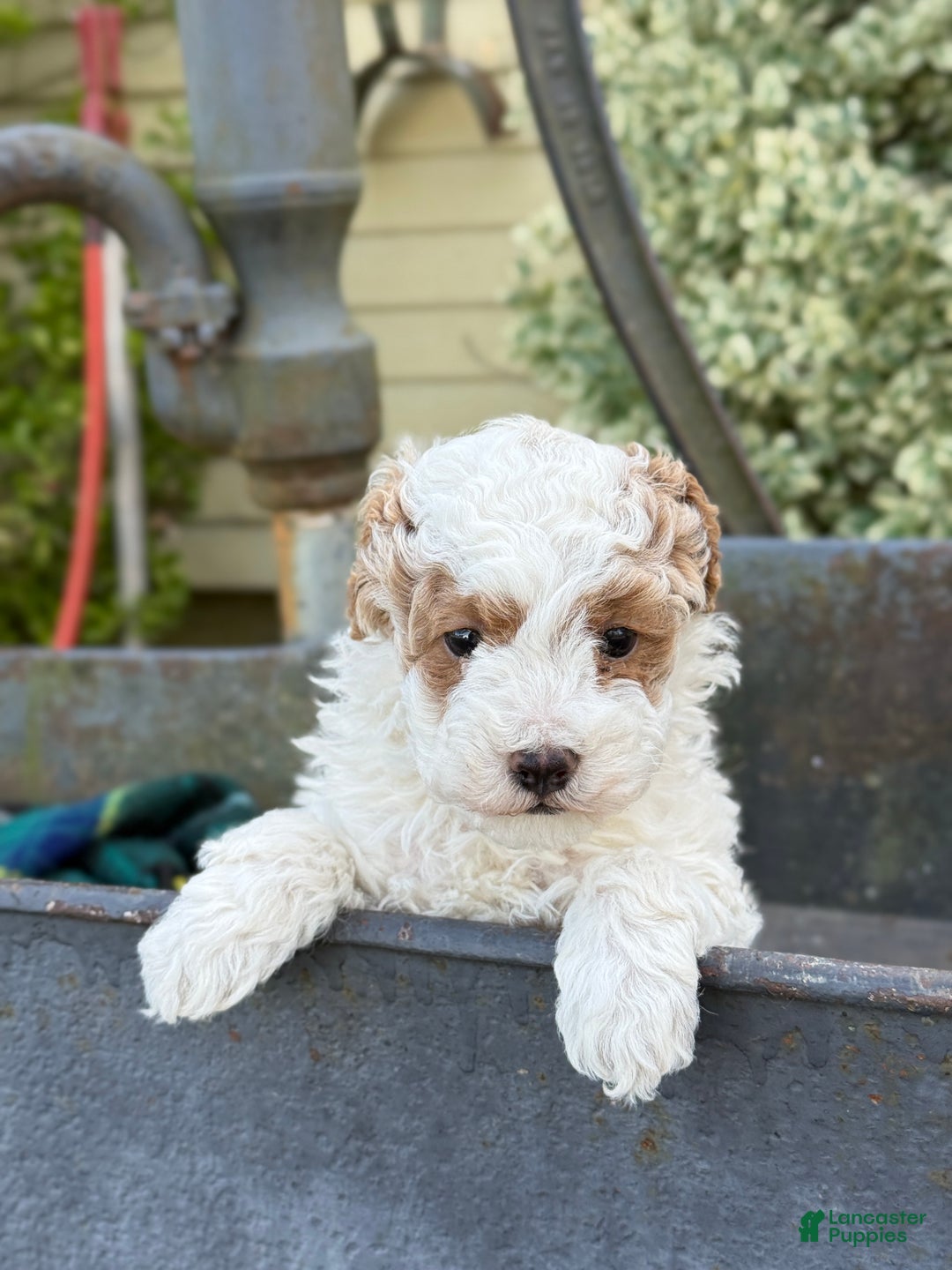 Toy Poodle dogs for sale: Cocoa - Ad 14