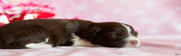 Toy Australian Shepherd dogs for sale: Rosie - Ad 3
