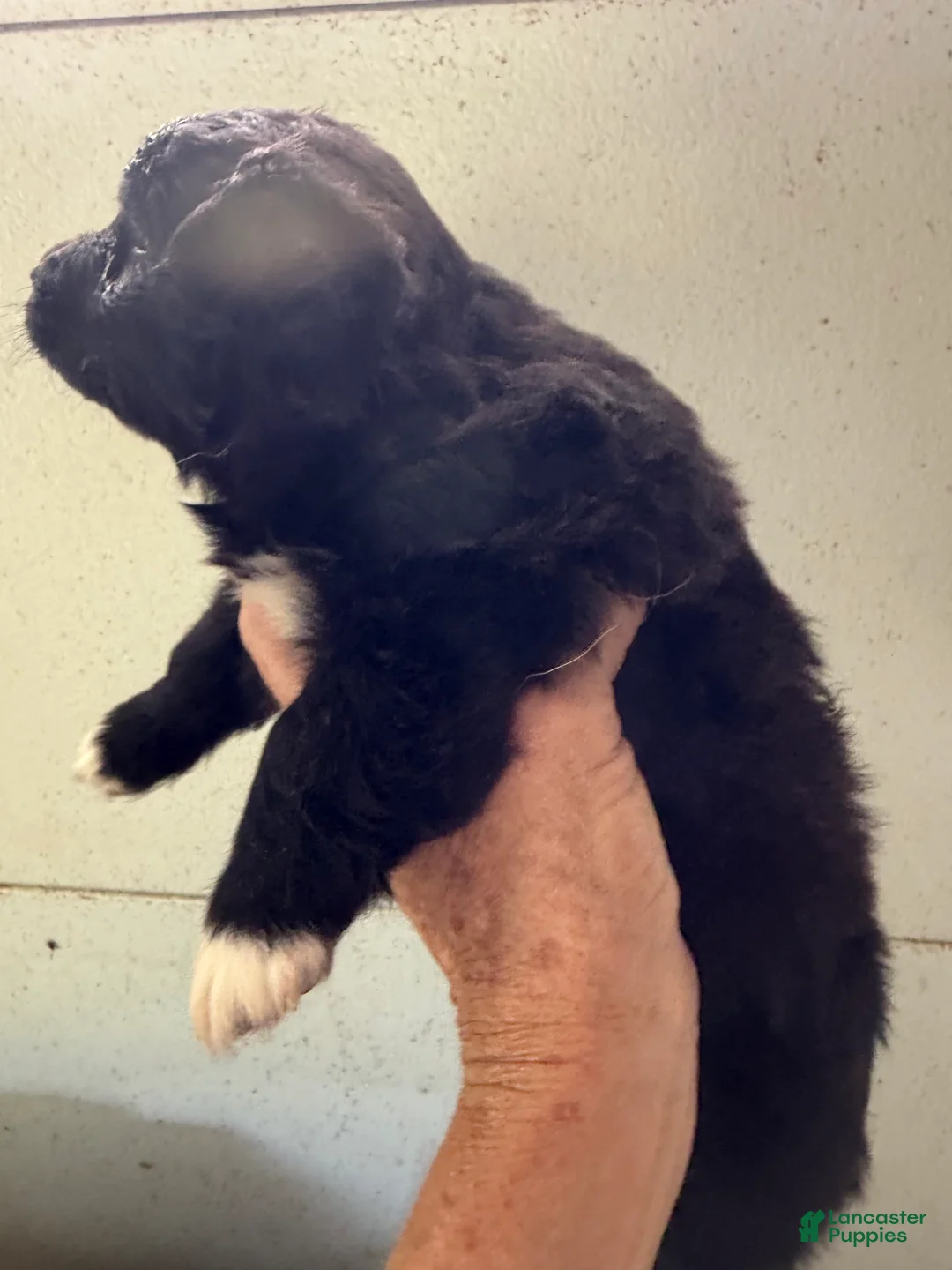 Mixed Breed dogs for sale: Calvin - Ad 2