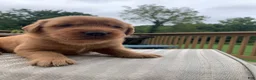 Golden Retriever dogs for sale: Indie - Ad 5