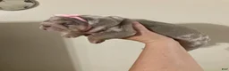 English Bulldog dogs for sale: River - Ad 5