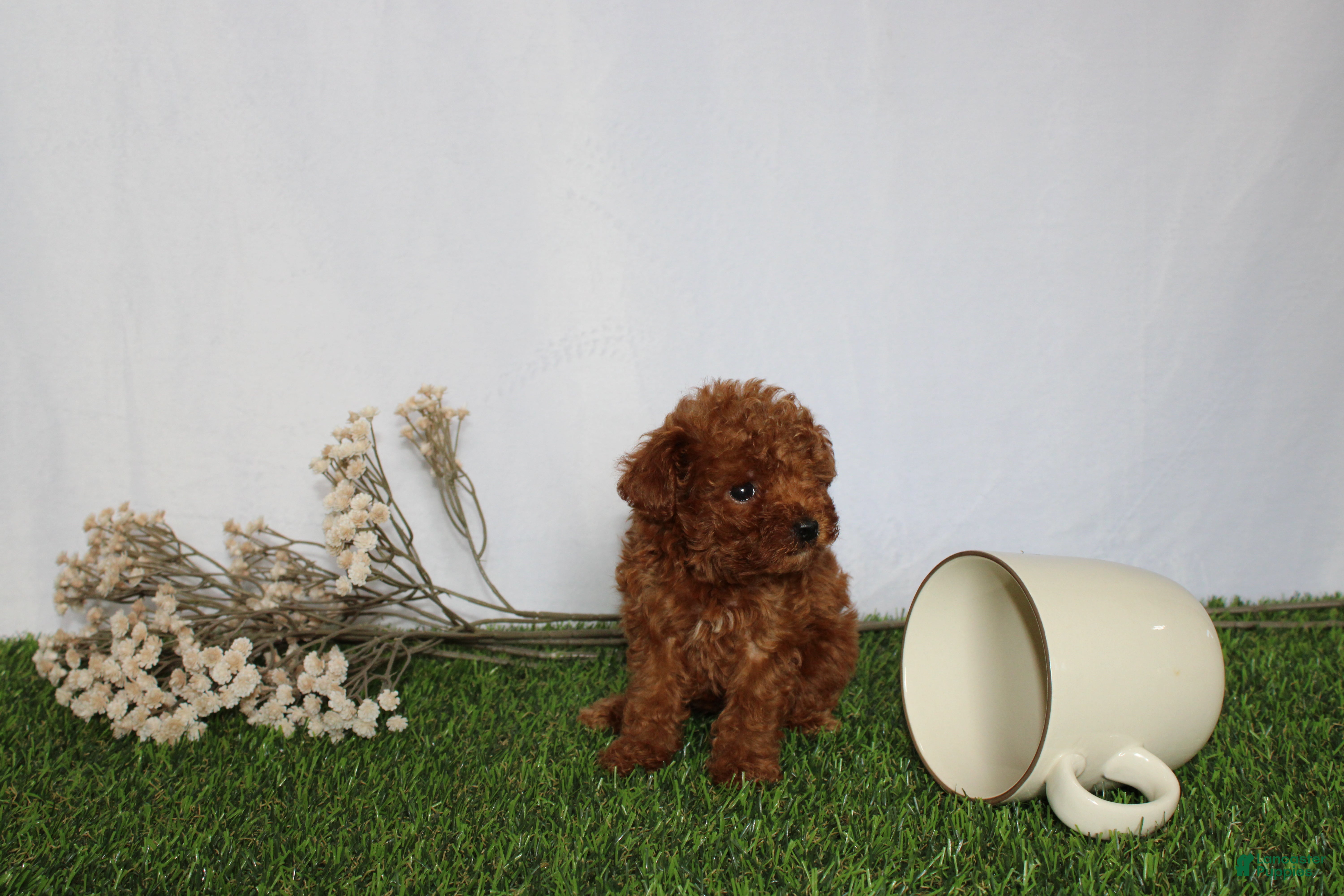 Toy Poodle dogs AKC Callie (tiny) - Ad 2