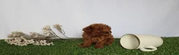 Toy Poodle dogs for sale: AKC Callie (tiny) - Ad 2