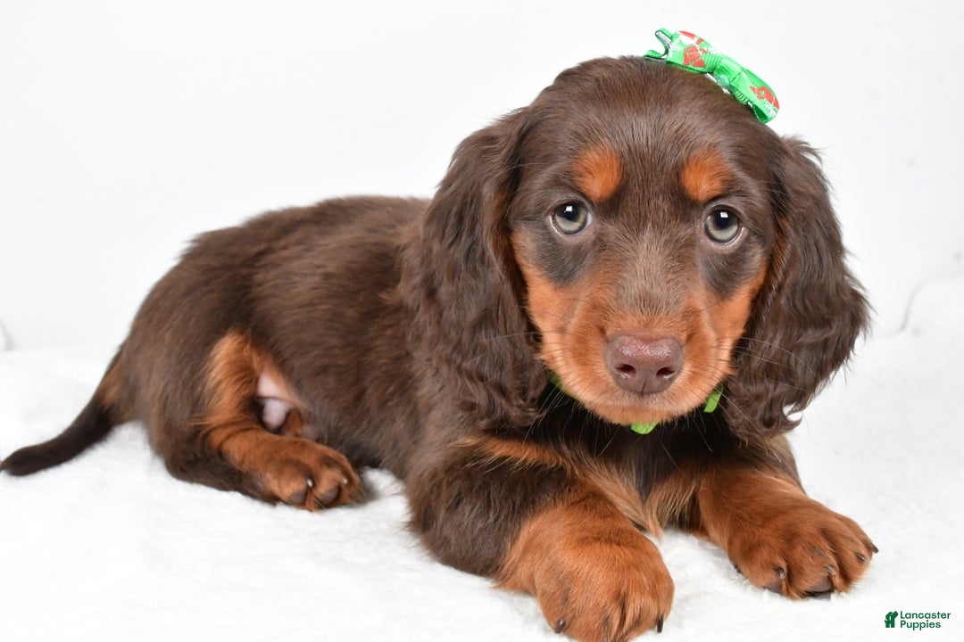 Puppies for sale Lancaster Puppies