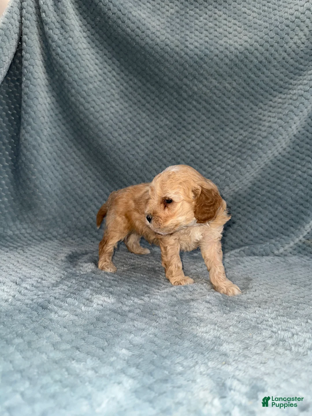 Cavapoo dogs for sale: Cavapoo Puppy 3 - Ad 7