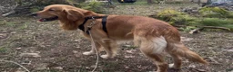 Mixed Breed dogs for sale: Willow - Ad 6