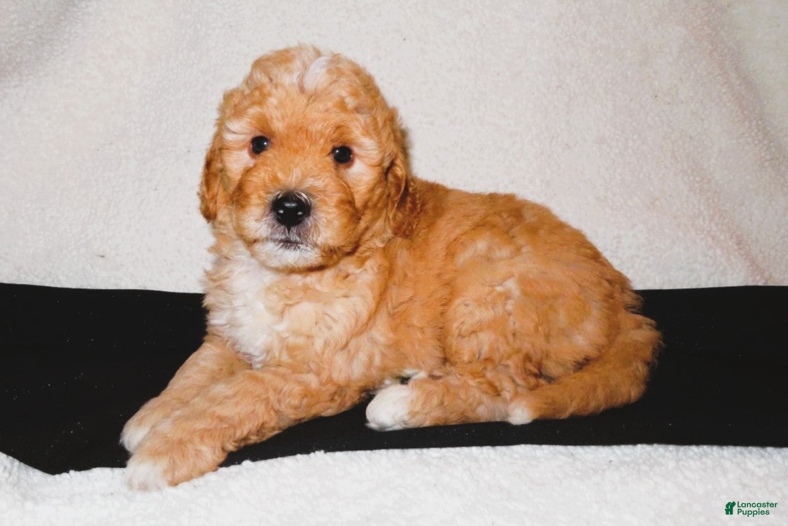Mini Goldendoodle dogs Sam - Ad 1