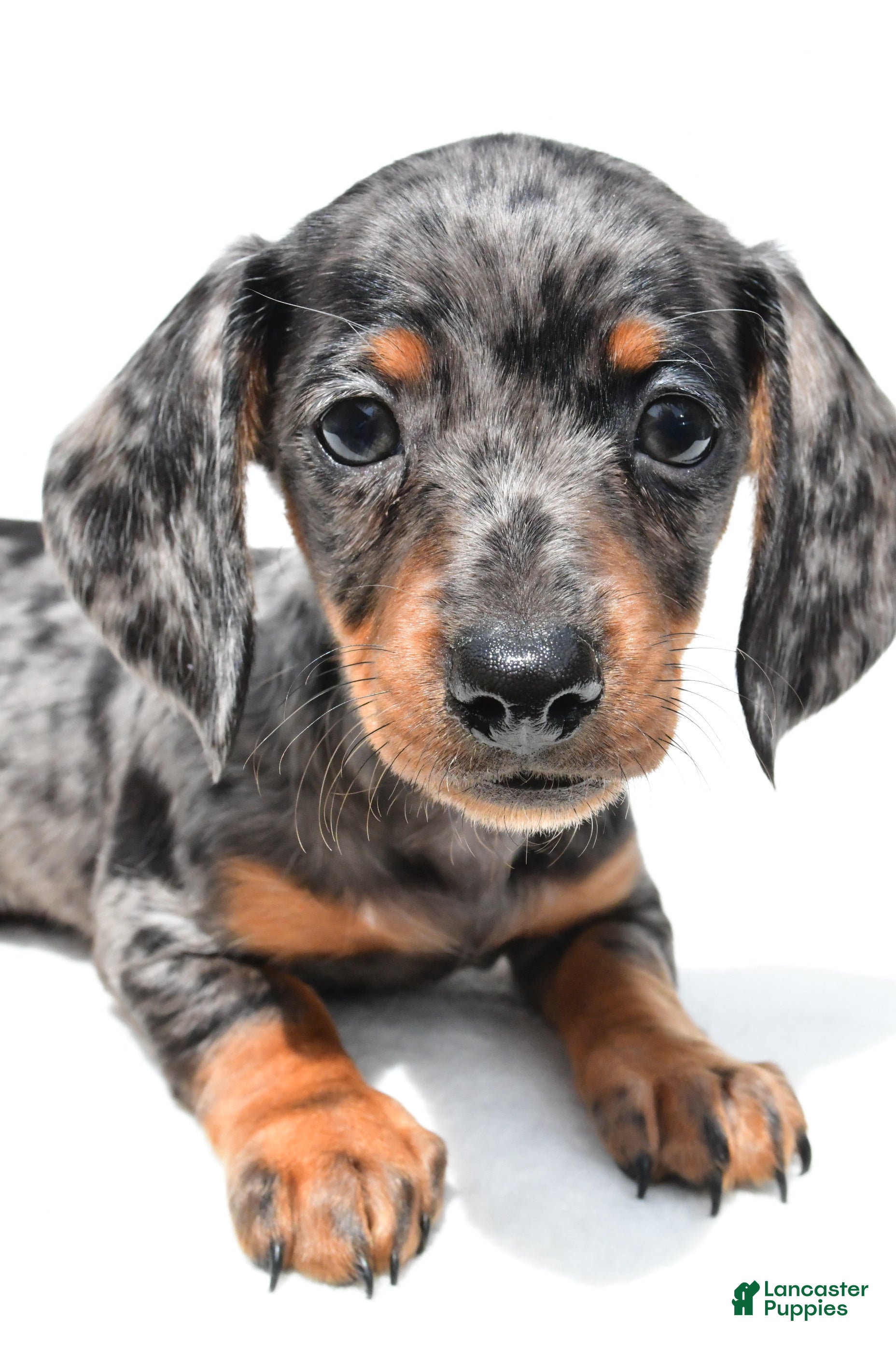 Miniature Dachshund dogs Kate  - Ad 2