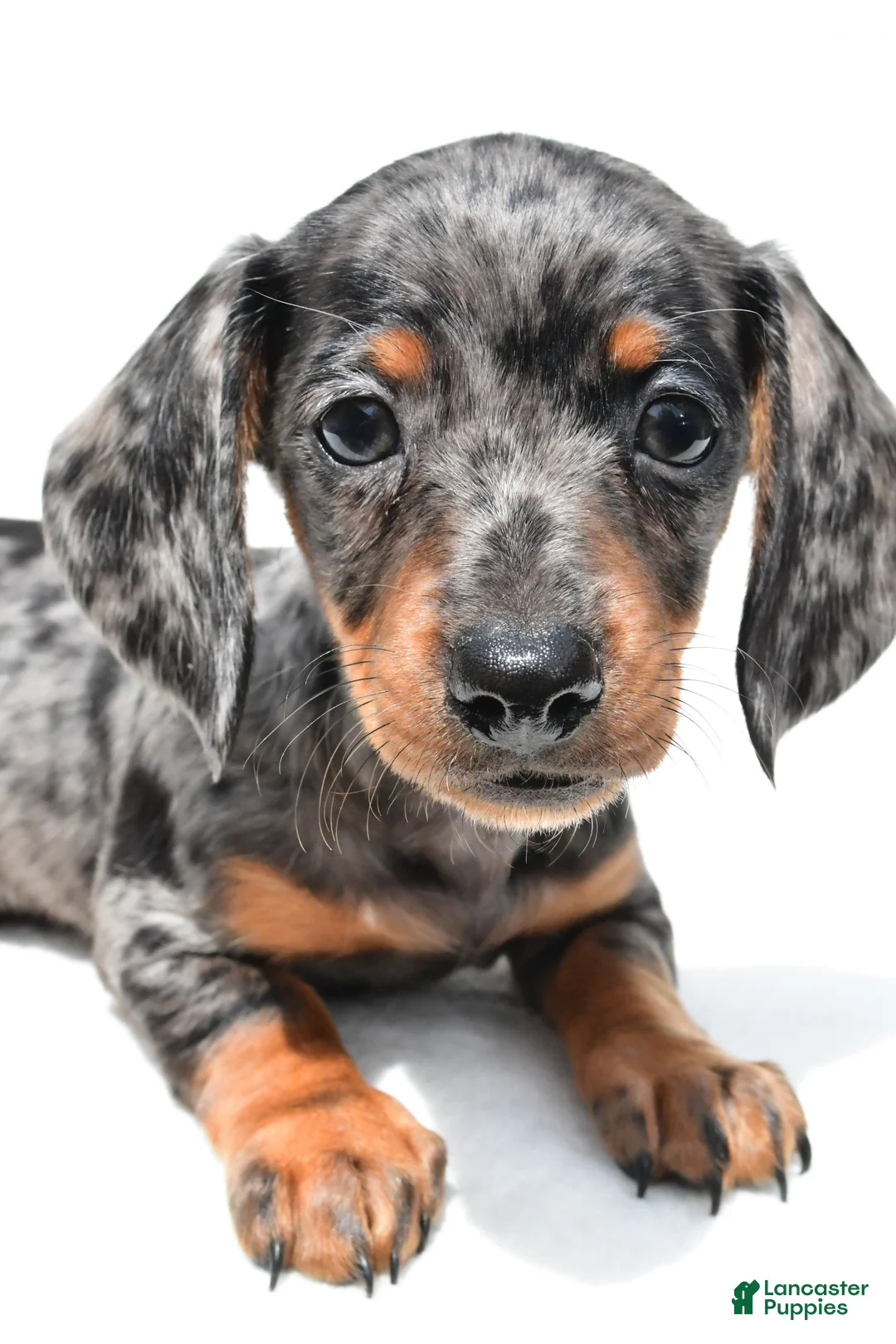Miniature Dachshund dogs for sale: Kate  - Ad 2