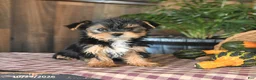 Yorkshire Terrier dogs for sale: Devin - Ad 4