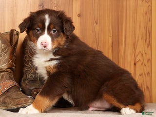 Australian Shepherd dogs Ranger - Ad 7