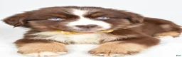 Miniature Australian Shepherd dogs for sale: Finch - Ad 7