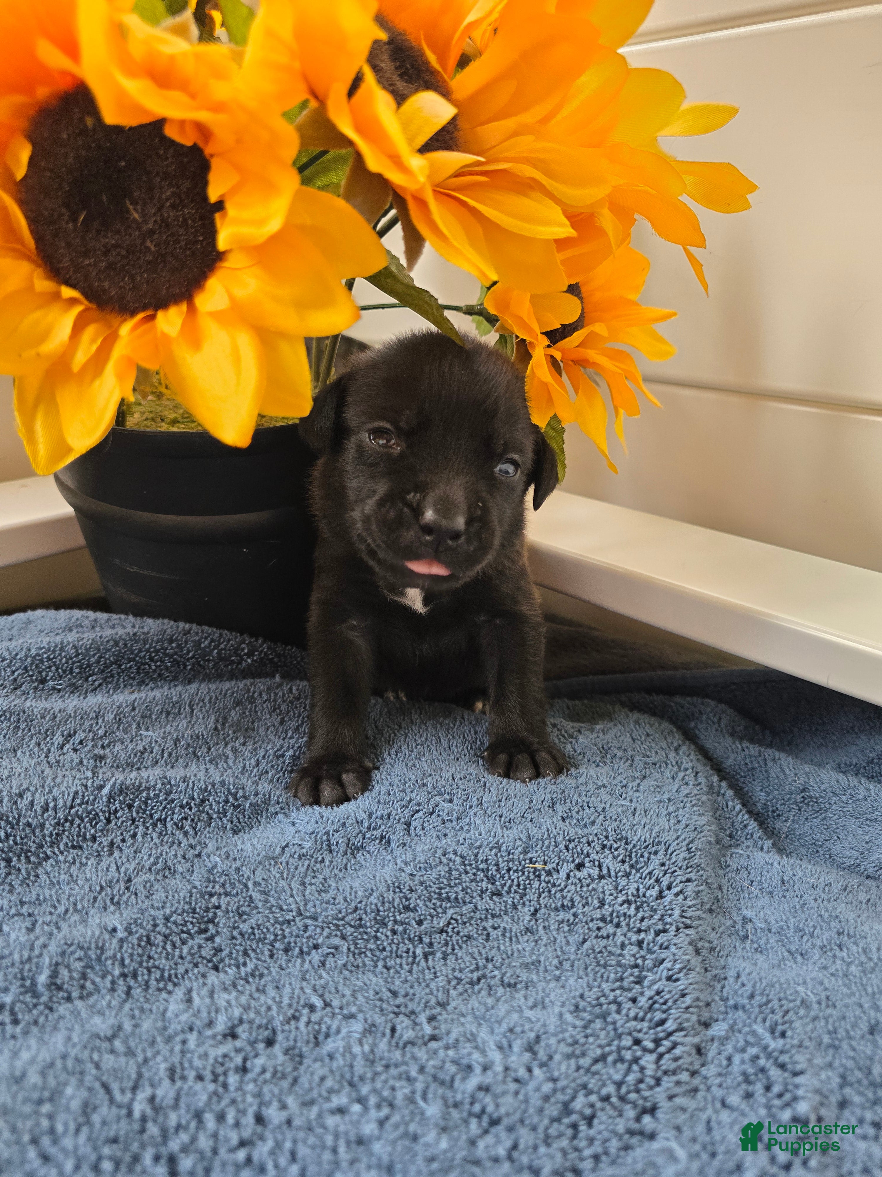 Mixed Breed dogs Scar (white collar) - Ad 2