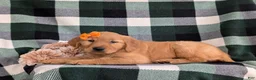 Golden Retriever dogs for sale: Abbie AKC Reg - Ad 4