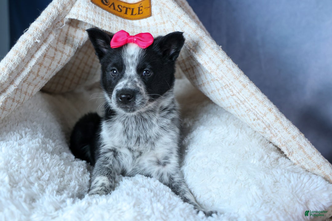 Mixed Breed dogs for sale: DOLLY - Ad 8