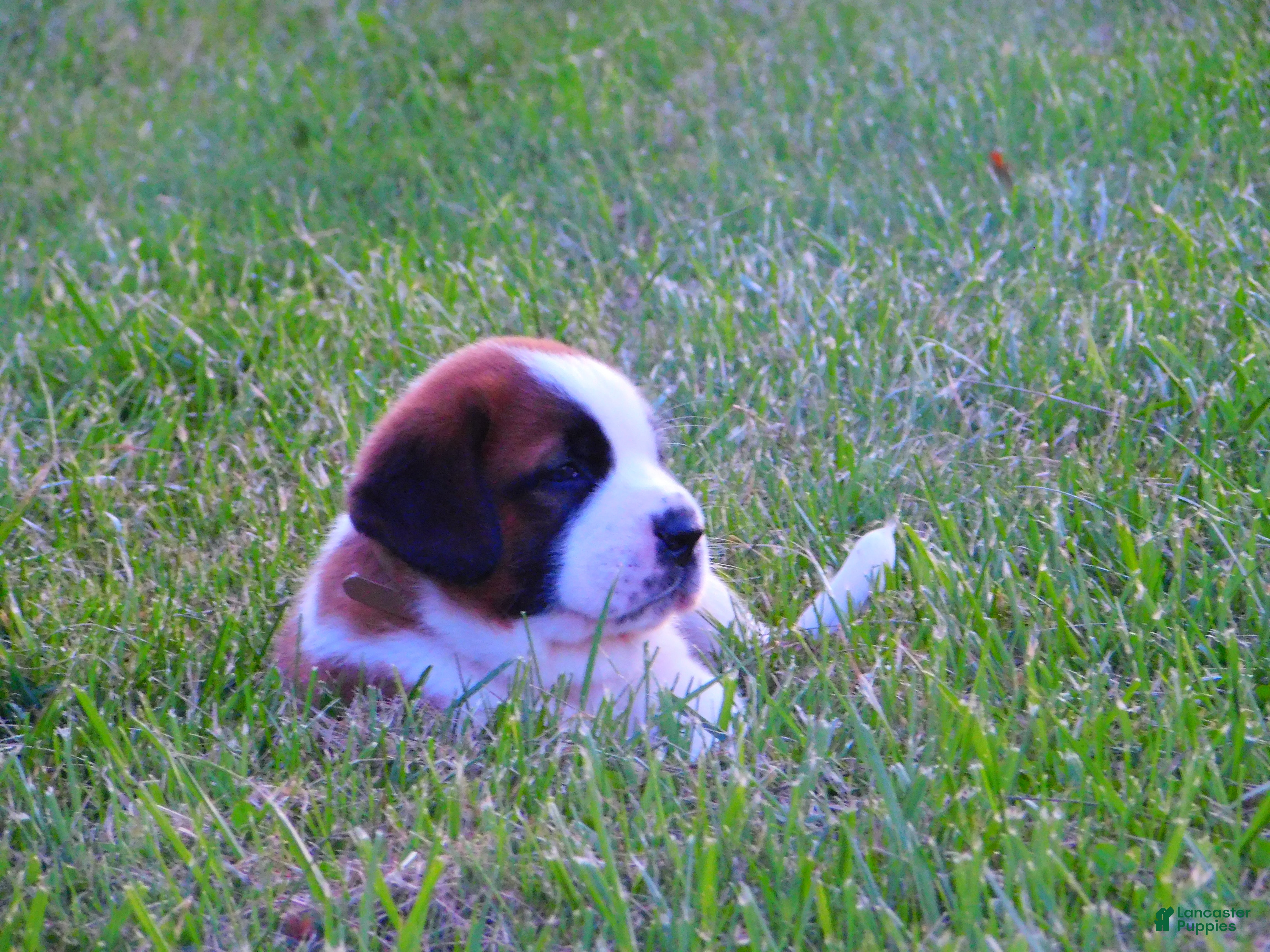 Saint Bernard dogs Sparky - Ad 1