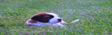 Sparky