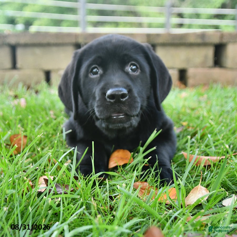 Labrador Retriever dogs Rita - Ad 1