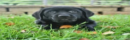 Labrador Retriever dogs for sale: Rita - Ad 1
