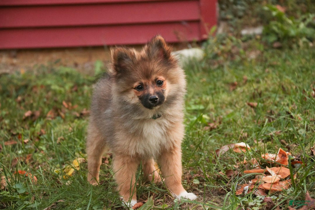 Pomeranian dogs for sale: Daphne Pomeranian  - Ad 2