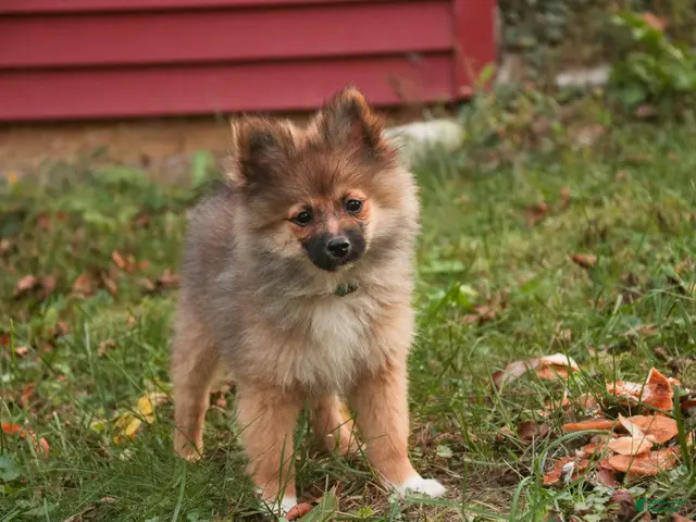 Pomeranian dogs for sale: Daphne Pomeranian - Ad 2